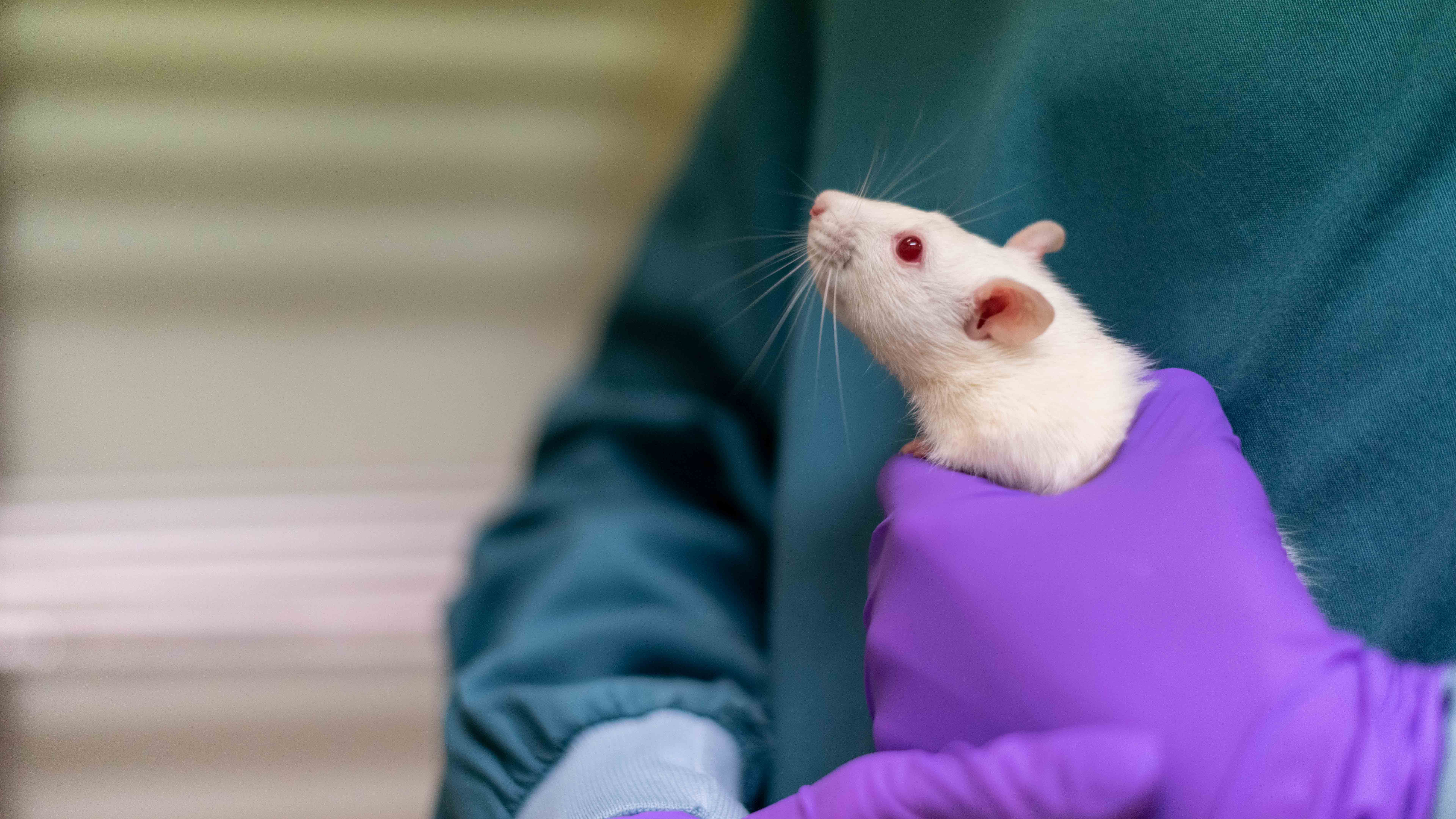 Number of animal experiments virtually unchanged | Animal Welfare Body  Utrecht